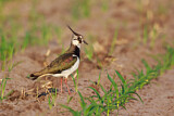 Image. Northern Lapwing