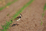 Image. Northern Lapwing