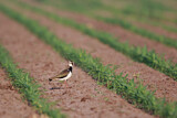 Image. Northern Lapwing