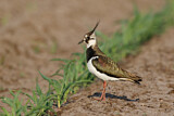 Image. Northern Lapwing
