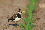 Image. Northern Lapwing