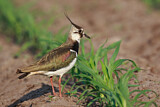 Image. Northern Lapwing