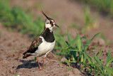 Image. Northern Lapwing