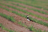 Image. Northern Lapwing