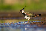 Image. Northern Lapwing