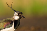 Image. Northern Lapwing