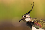 Image. Northern Lapwing