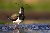 Image. Northern Lapwing