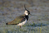 Image. Northern Lapwing