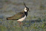 Image. Northern Lapwing