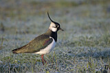 Image. Northern Lapwing