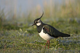 Image. Northern Lapwing