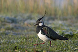 Image. Northern Lapwing