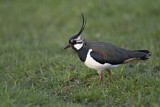 Image. Northern Lapwing