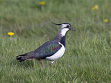 Image. Northern Lapwing