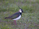 Image. Northern Lapwing