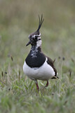 Image. Northern Lapwing