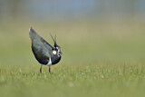 Image. Northern Lapwing