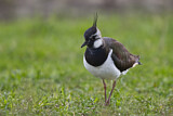 Image. Northern Lapwing