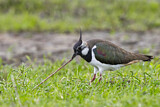 Image. Northern Lapwing