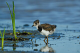 Image. Northern Lapwing
