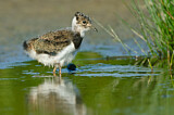 Image. Northern Lapwing