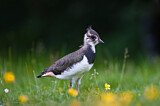 Image. Northern Lapwing