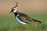 Image. Northern Lapwing