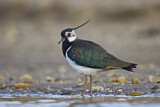 Image. Northern Lapwing