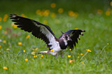 Image. Northern Lapwing
