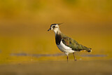 Image. Northern Lapwing