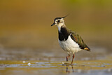 Image. Northern Lapwing