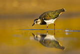 Image. Northern Lapwing