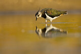 Image. Northern Lapwing