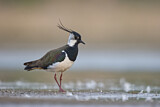Image. Northern Lapwing
