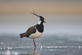 Image. Northern Lapwing