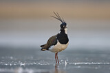 Image. Northern Lapwing