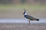 Image. Northern Lapwing