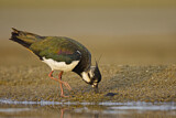 Image. Northern Lapwing