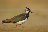 Image. Northern Lapwing