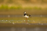 Image. Northern Lapwing