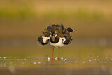 Image. Northern Lapwing