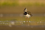 Image. Northern Lapwing
