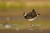 Image. Northern Lapwing