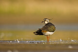Image. Northern Lapwing
