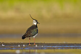 Image. Northern Lapwing
