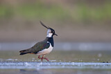 Image. Northern Lapwing
