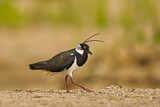 Image. Northern Lapwing