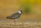 Image. Northern Lapwing