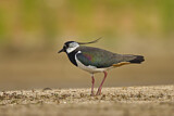 Image. Northern Lapwing